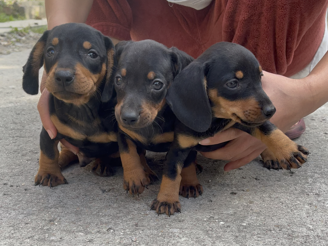 迷你铁包金腊肠犬找新家