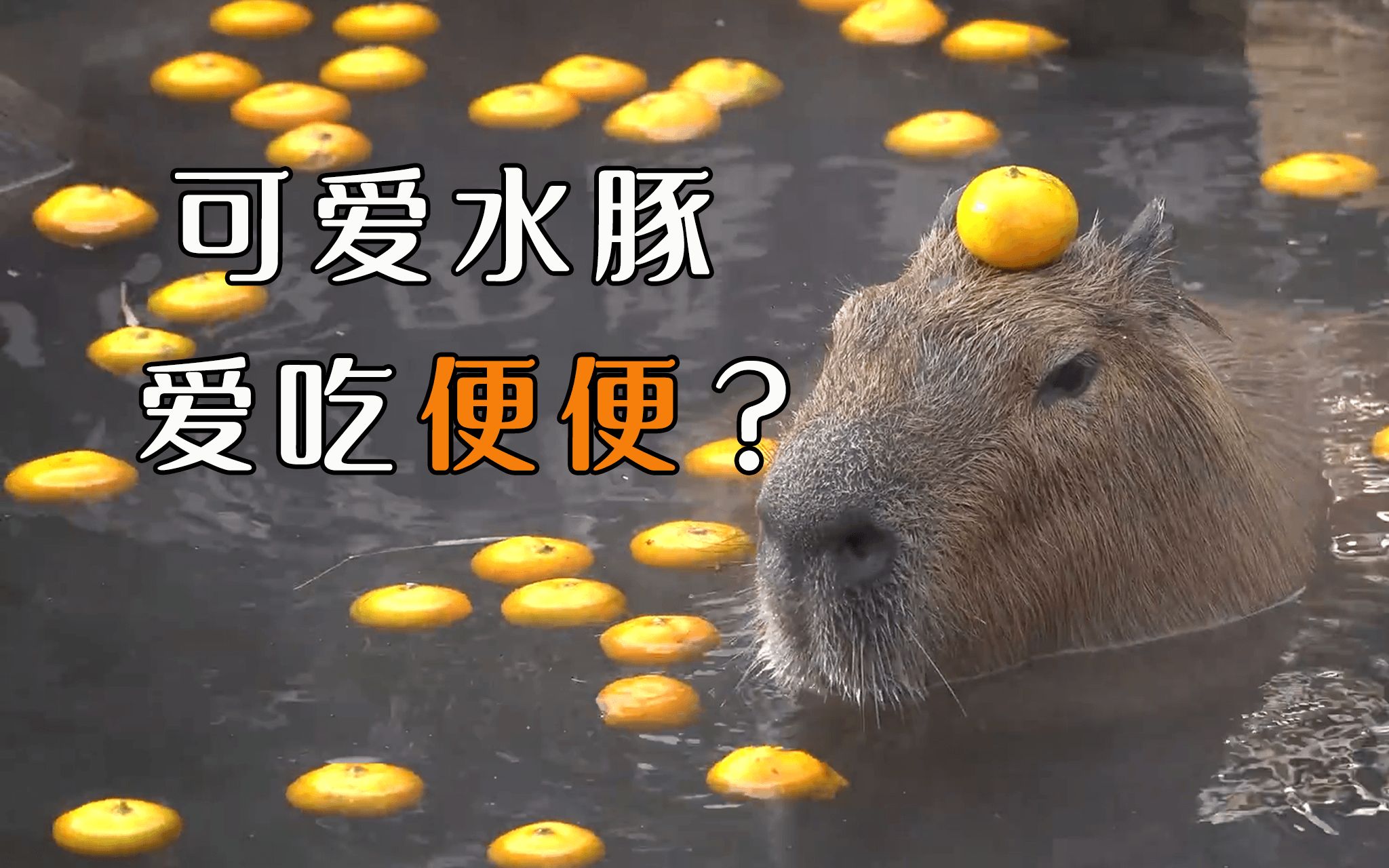 可爱水豚卡皮巴拉,竟吃便便?