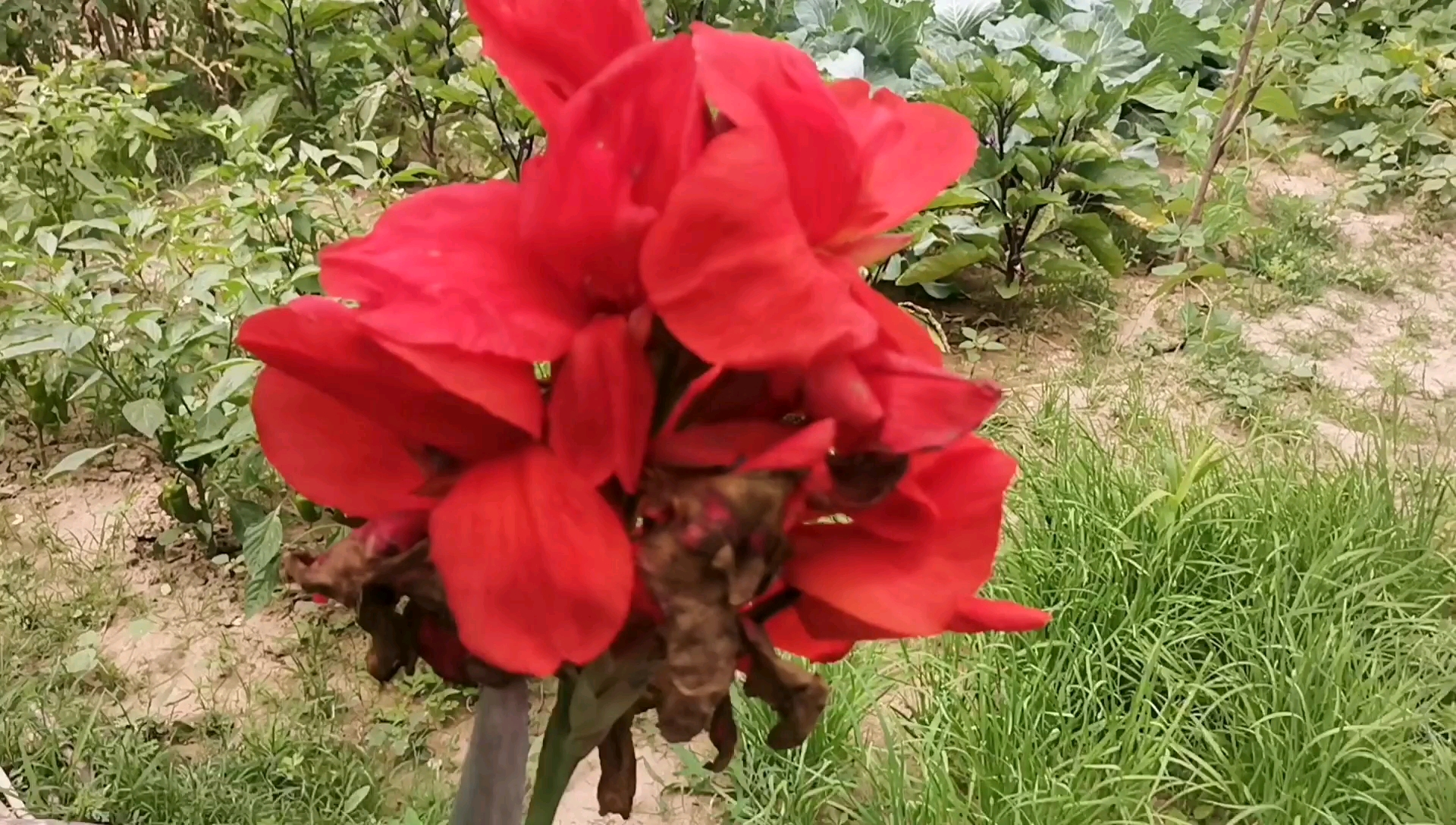 [图]庭院花卉美人蕉，叶像芭蕉，热带亚热带植物却能在北方生长 #搜尽山间花草# ，阅尽世间妖娆。