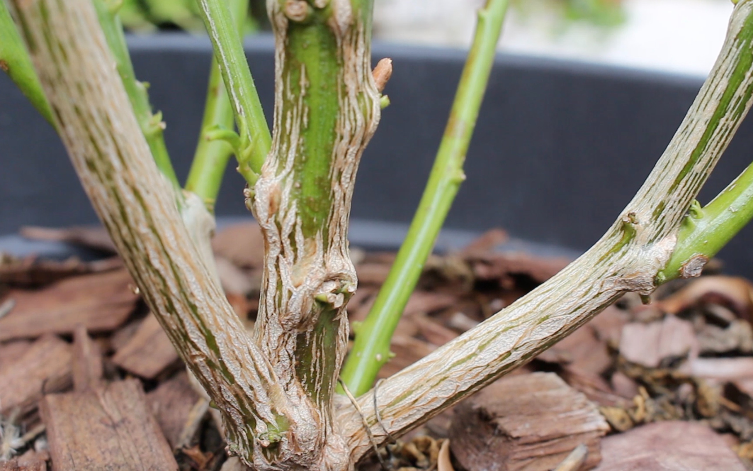 辣椒木质化/我是怎么将辣椒养成多年的