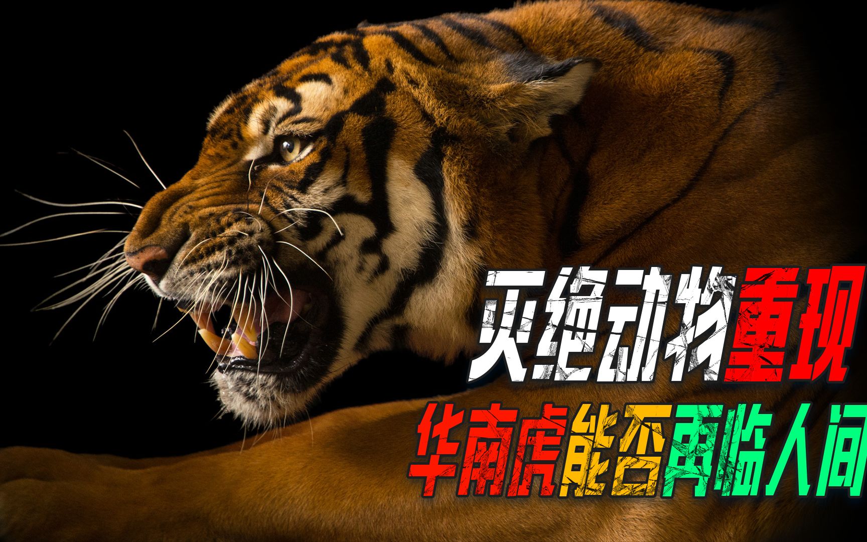 从6只到184只,华南虎被保护了30多年,为何数量依旧稀少?
