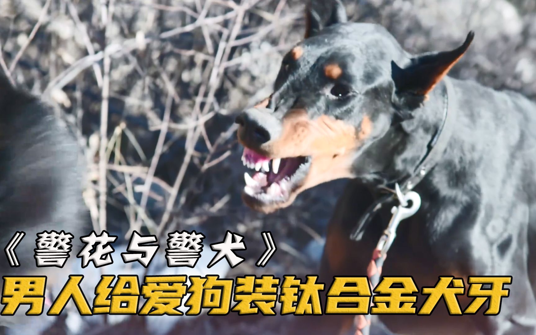 土豪给爱狗装上钛合金犬牙,提升武力值后,一连咬残11只警犬!哔哩哔哩bilibili