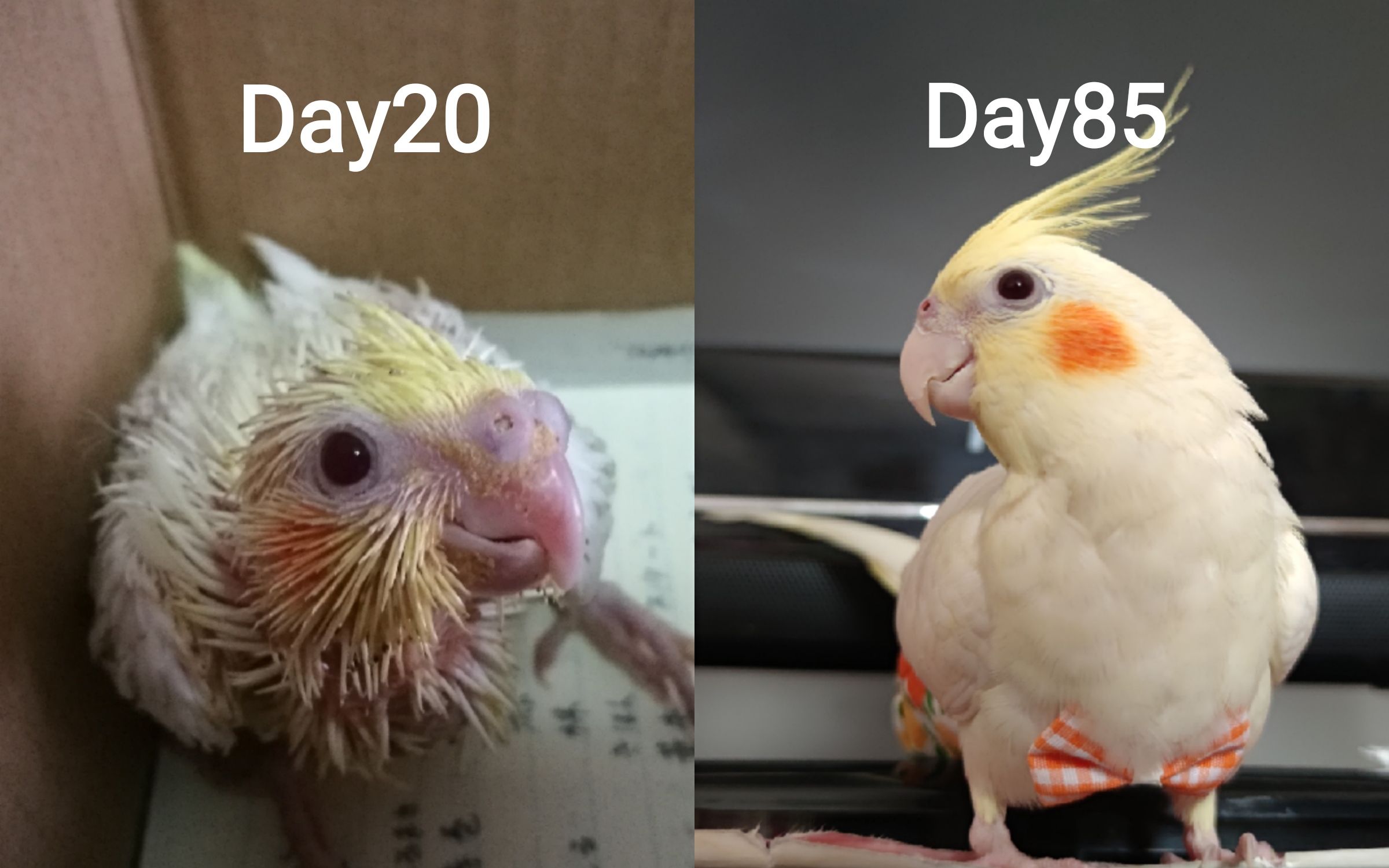 【玄凤】呆毛的成长日记