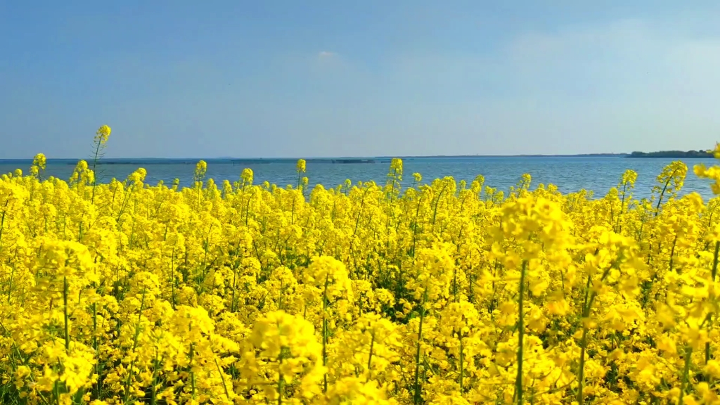苏州澄湖清明节游玩