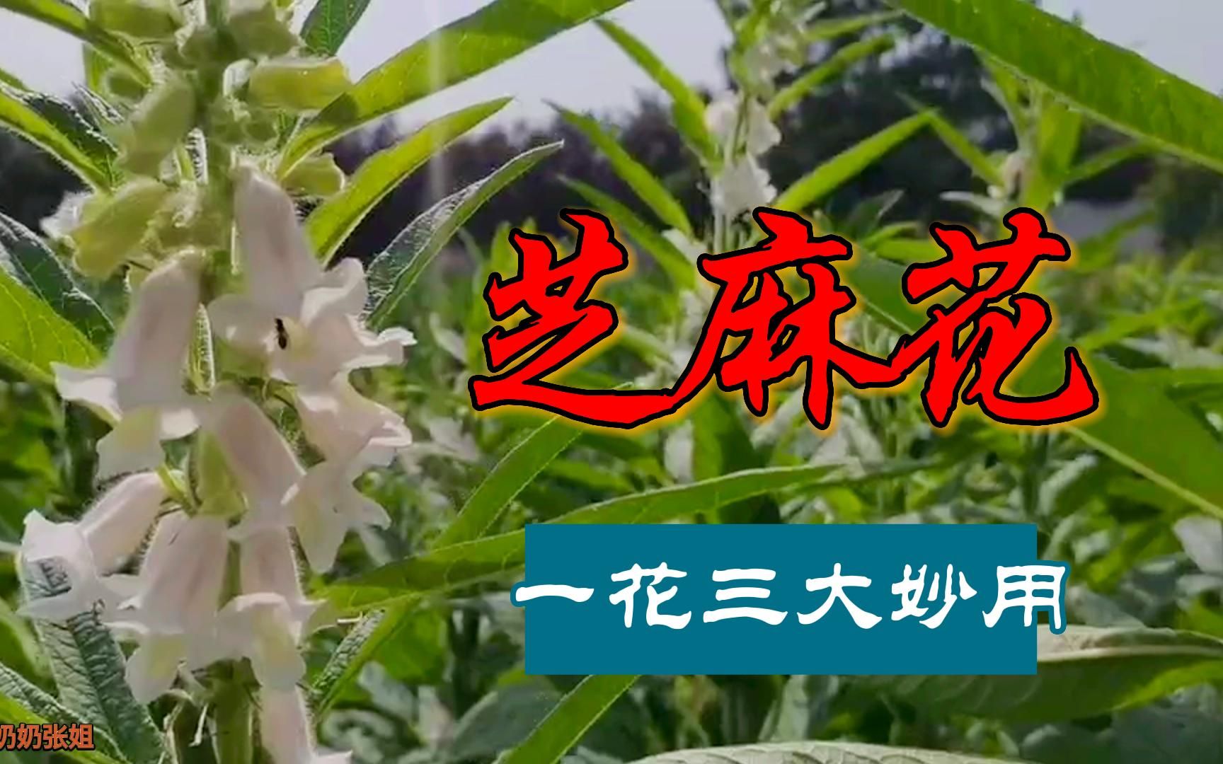 小小芝麻花,到底有啥好处?大人小孩竟然都需要!哔哩哔哩bilibili