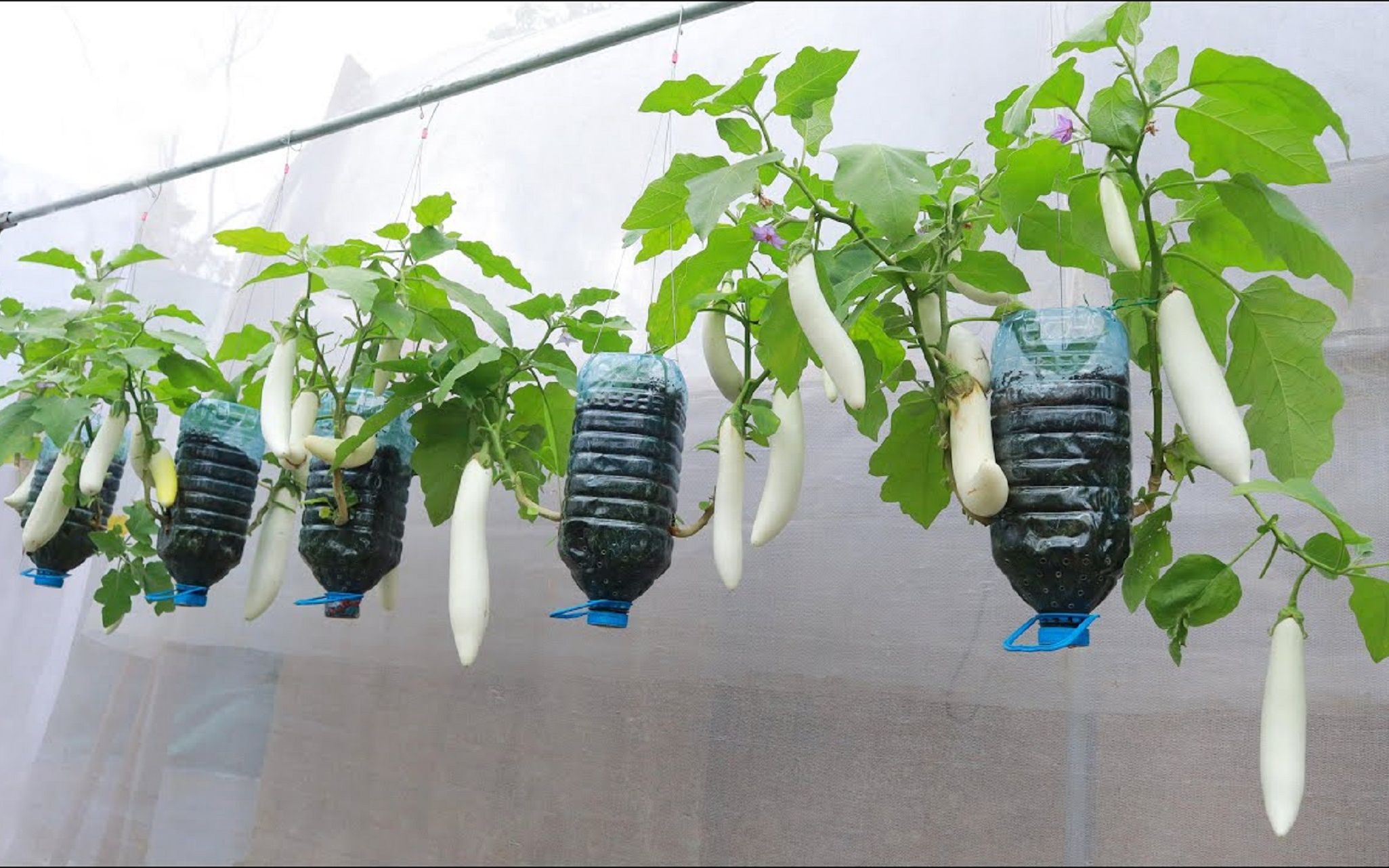 塑料瓶不要浪费,改造一下用来种稀有白茄子,想不到成果好极了