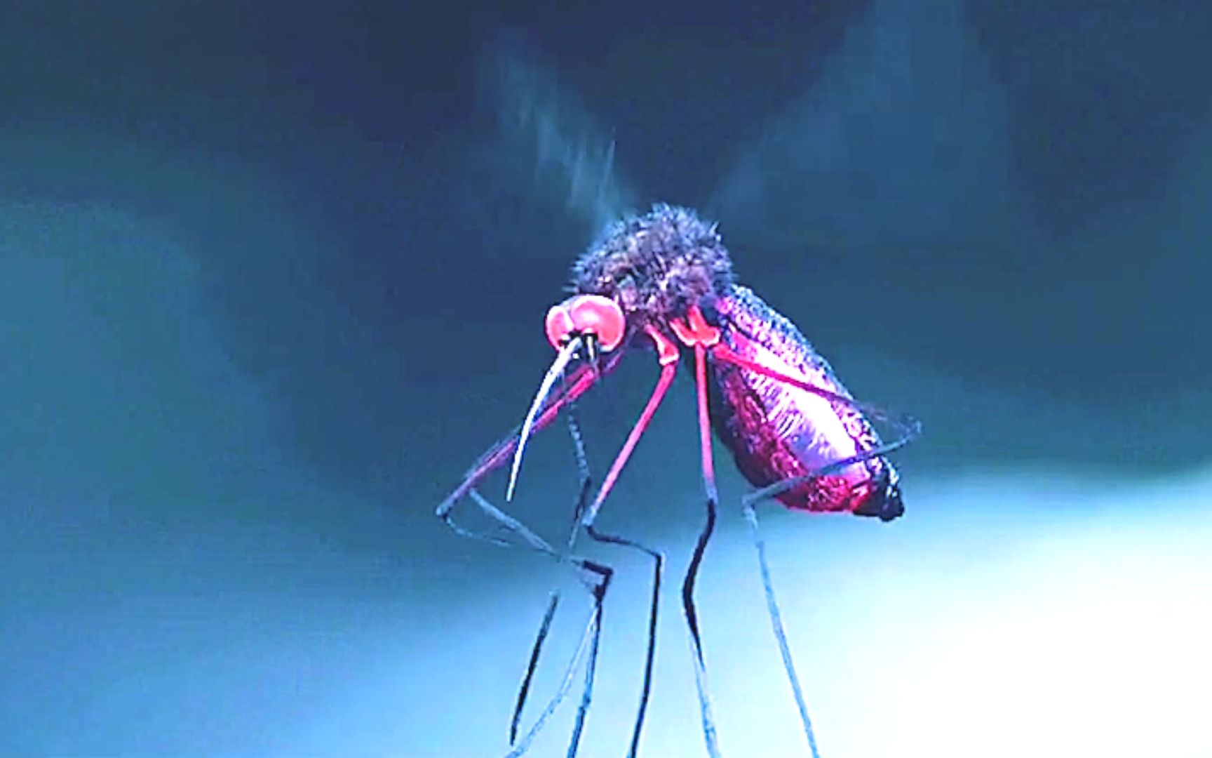 一只生猛的蚊子,连吸血鬼都敢咬,电影《僵尸刑警》