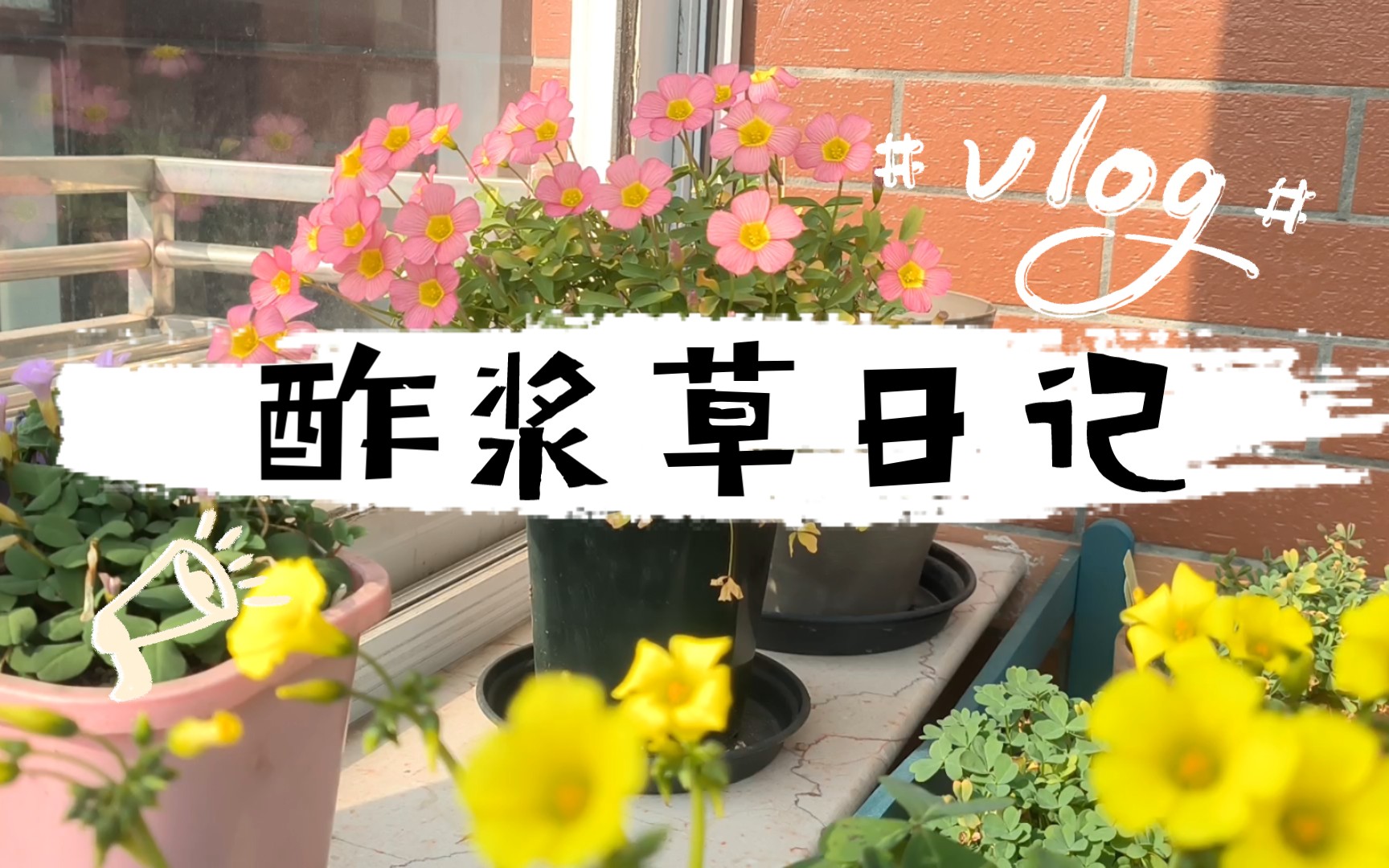 冬日阳台,三小盆酢浆草:黄麻子,夏日之歌,黄河.