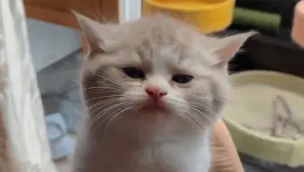 “哼～”猫猫可爱反应