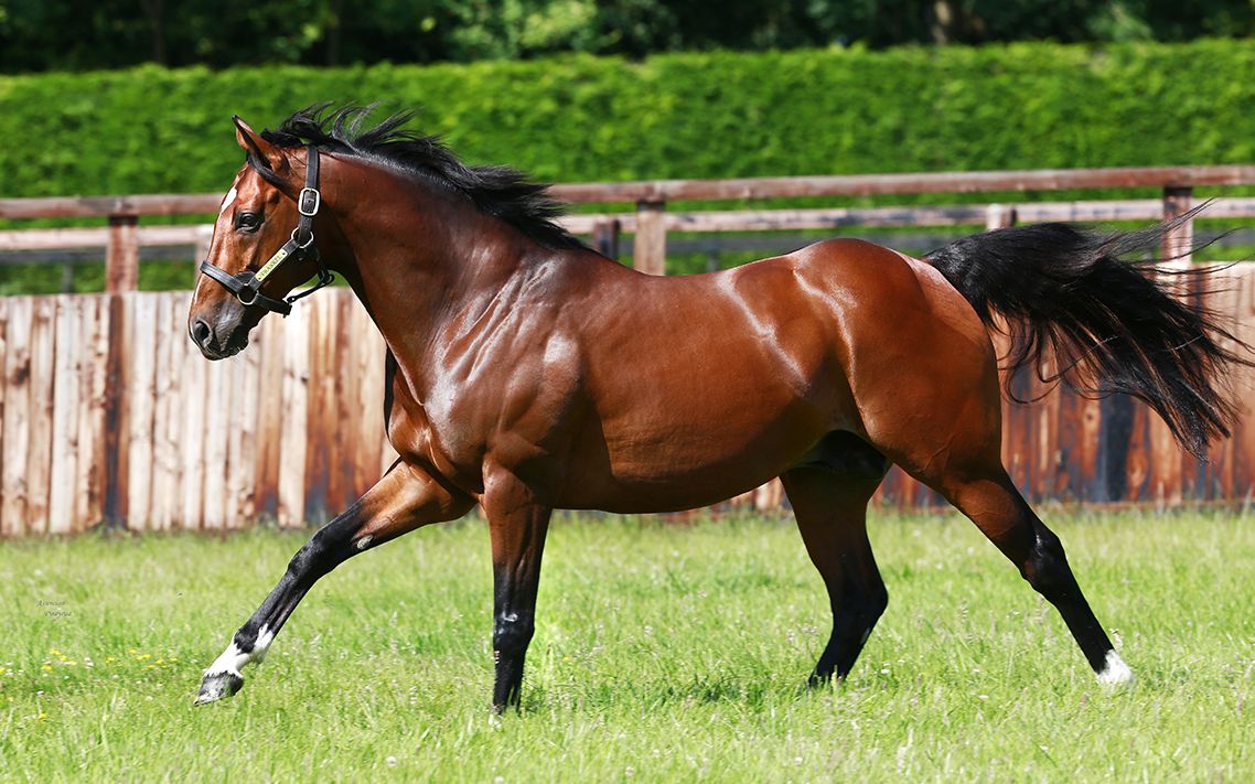 世界的名马——范高尔 竞走生涯集锦