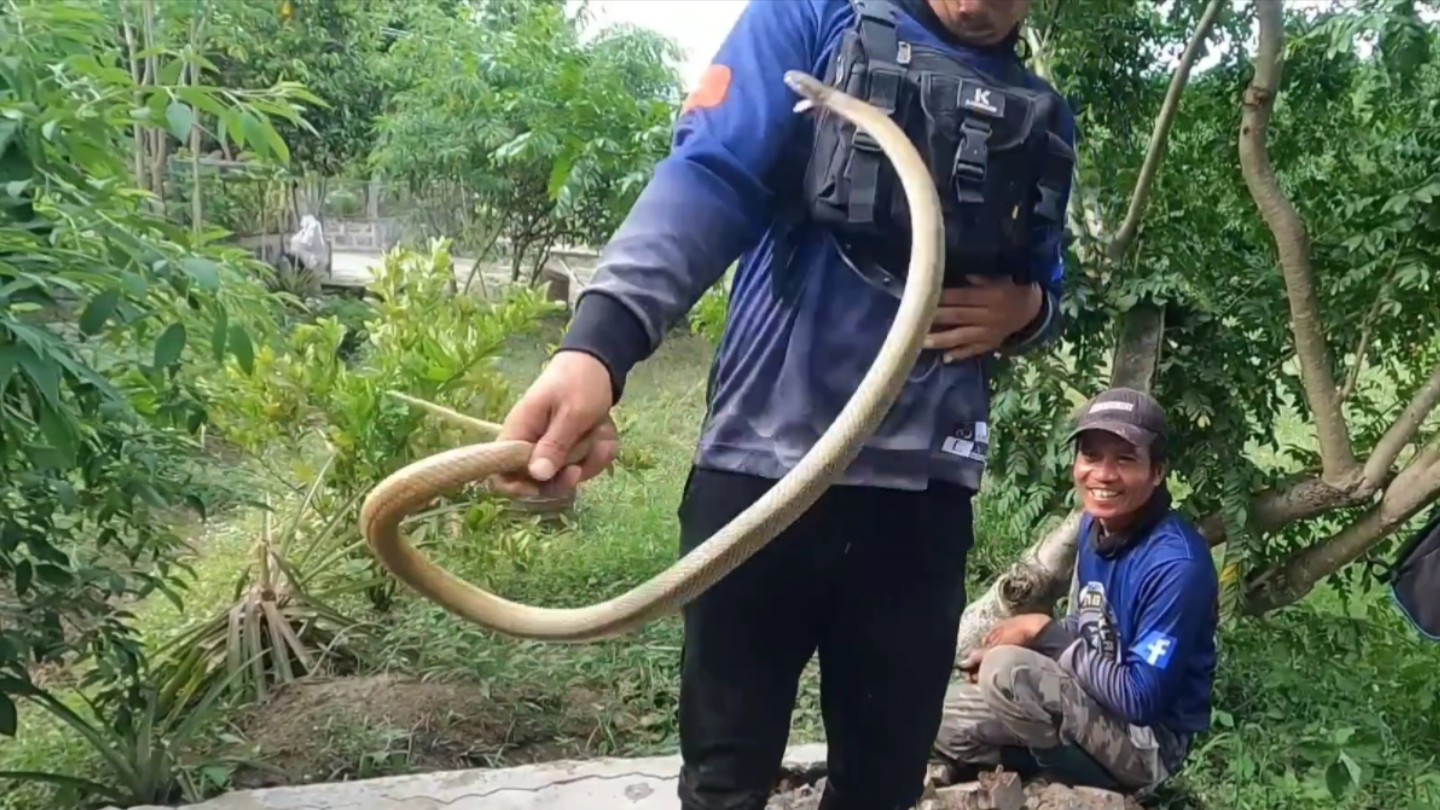 水泥地里的眼镜蛇!跳起来咬人