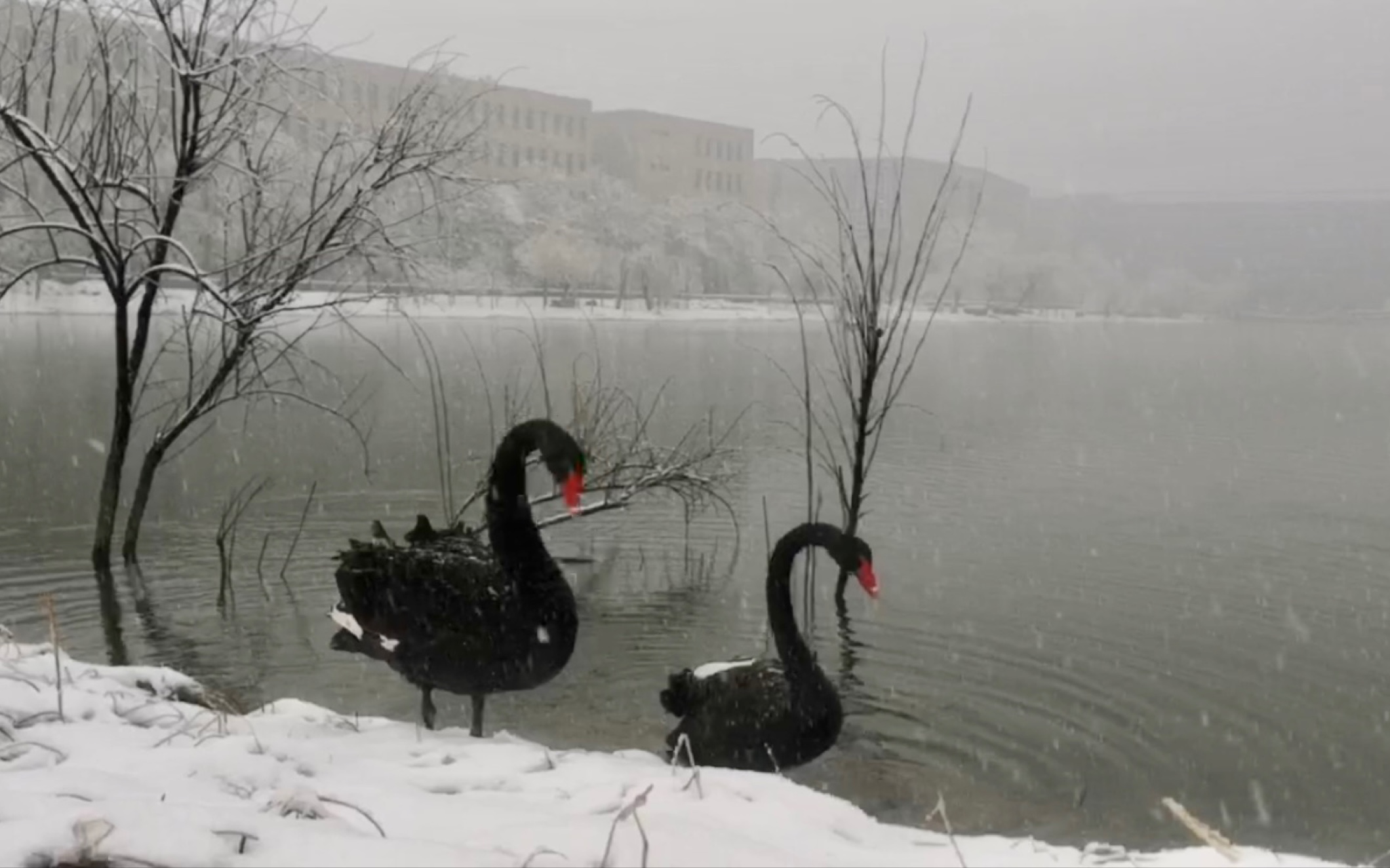 [图]天津工业大学：雪中情 20220318大雪（踏雪寻鹅送馒头，黑天鹅频频敬礼感谢雪中送馍人）