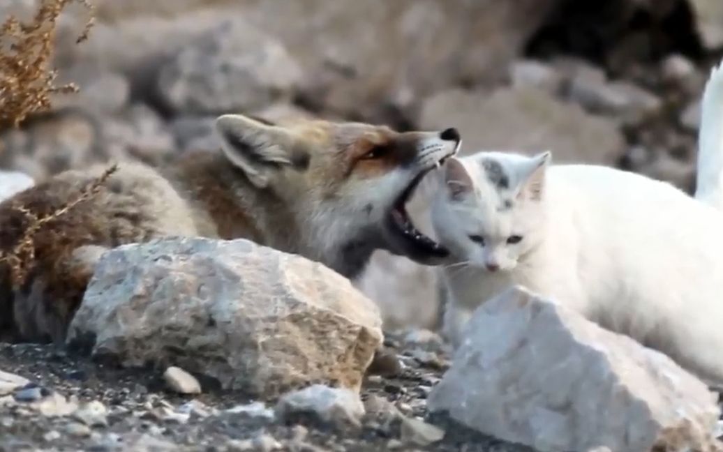 [图]猫咪与狐狸 相爱相杀