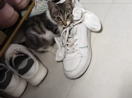 给ee们表演吃袜子!