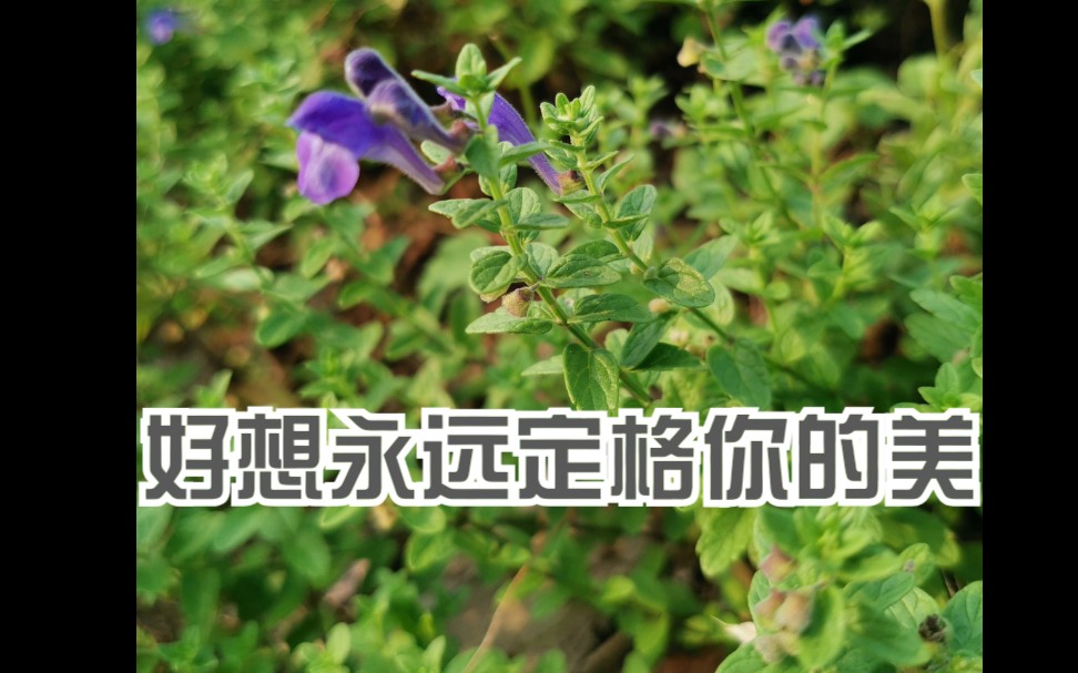 植物标本制作教程(1.0)哔哩哔哩bilibili