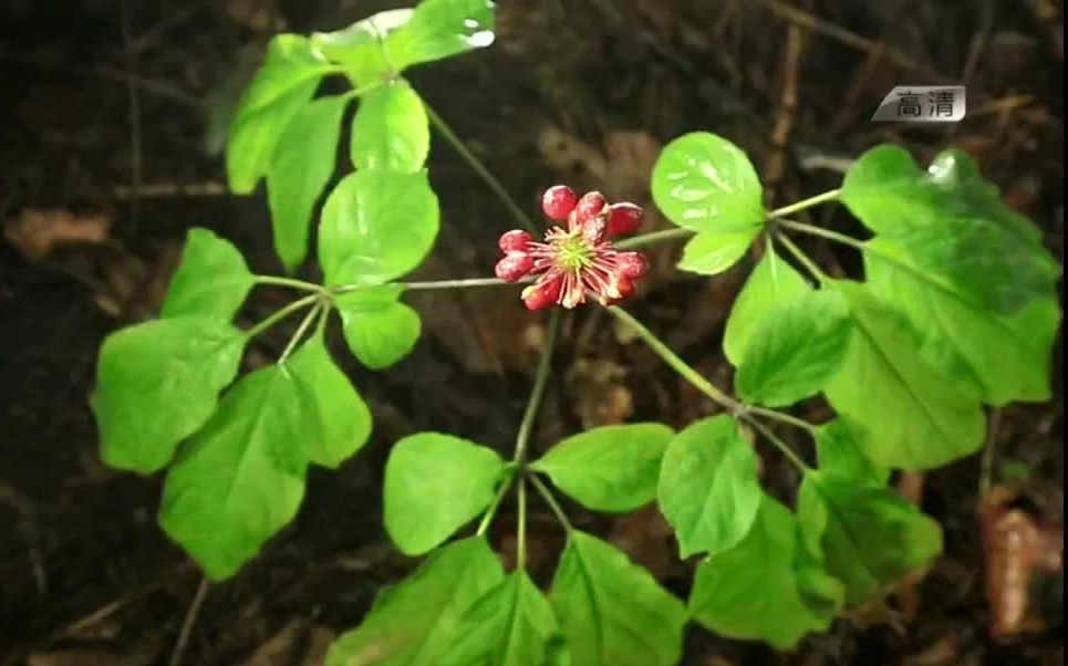 [图][中医]现代版《本草纲目》遍寻神草