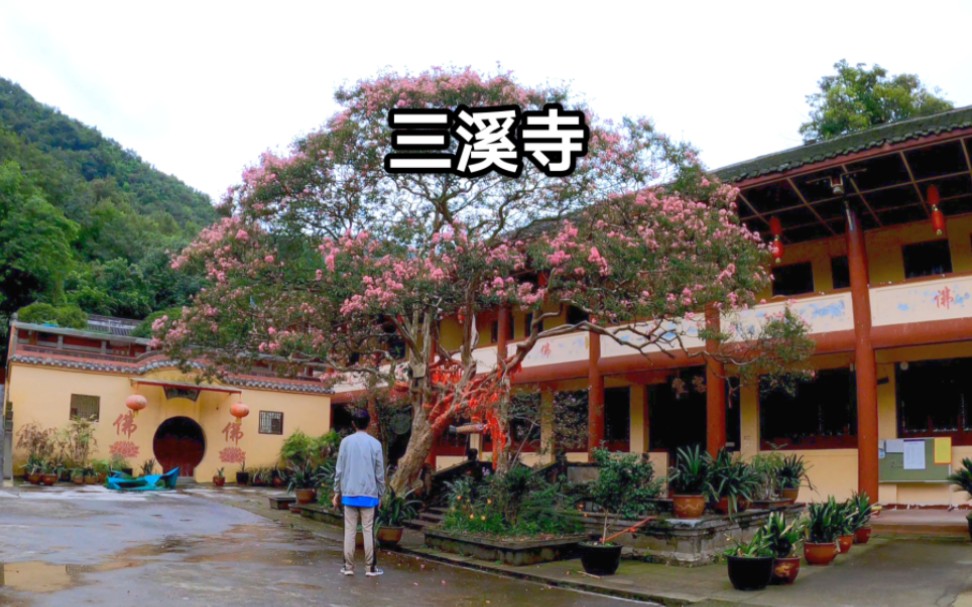 四川绵竹三溪寺,千年古刹藏444年紫薇树,这花是我见过最漂亮的哔哩哔哩bilibili