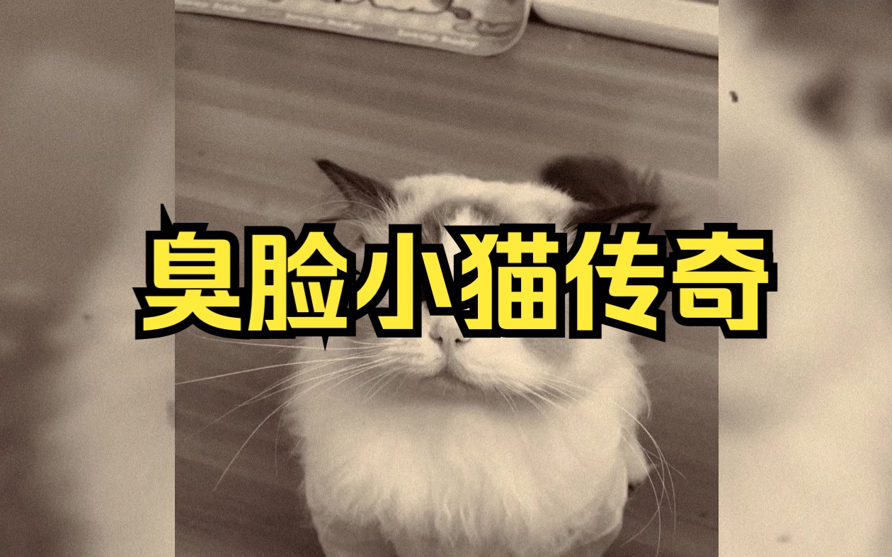 [图]大型纪录片《臭脸小猫传奇》