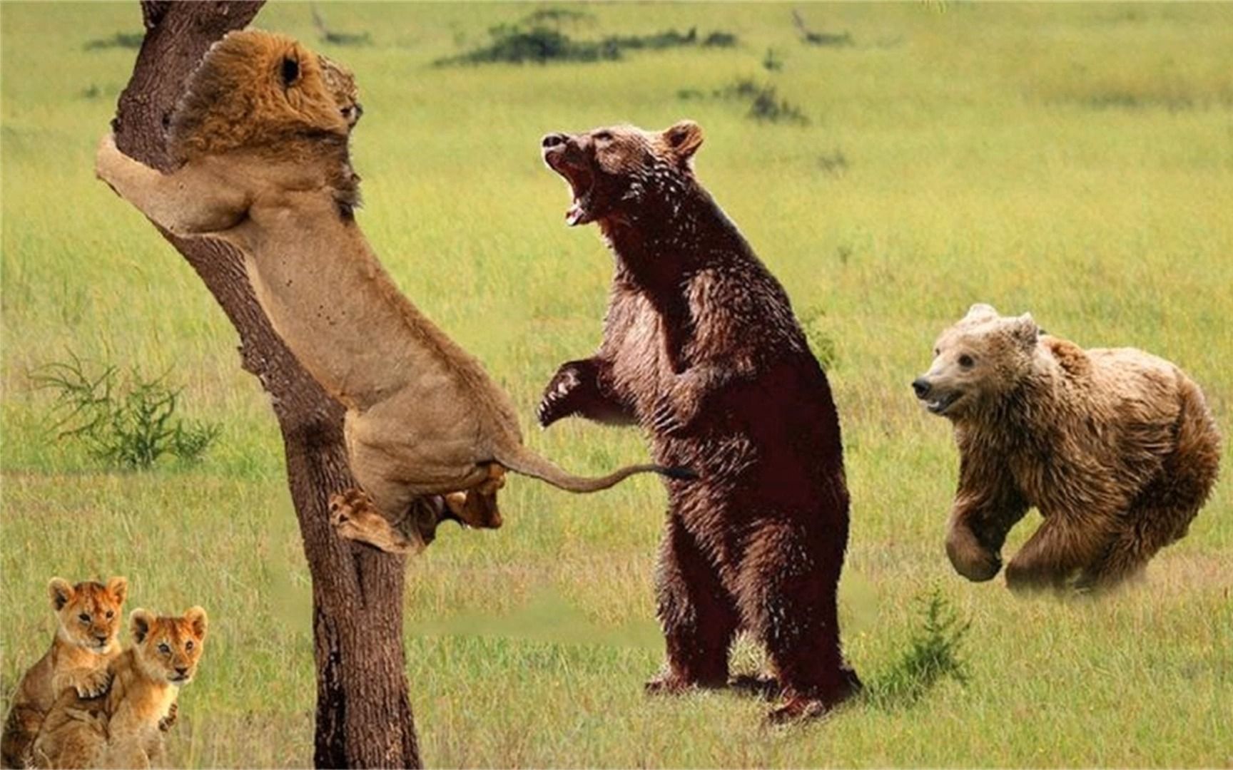 狮子决定与熊搏斗时战败-狮子vs熊,鳄鱼vs羚羊!