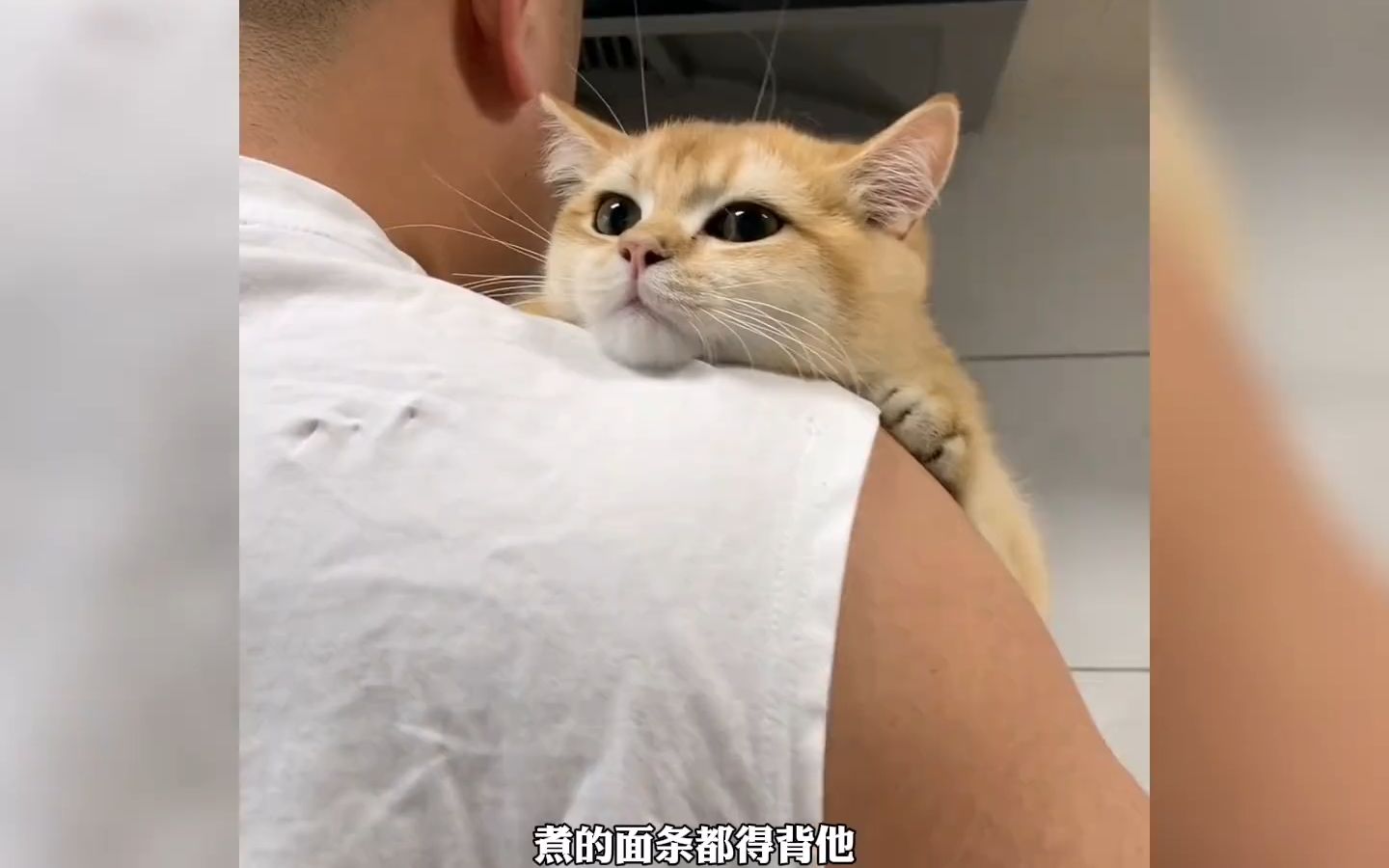 [图]小猫为什么更亲近男人啊