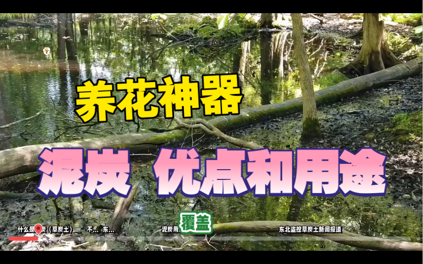 养花神器泥炭优点和用途,泥炭又叫草炭土,他是不是就是腐殖土呢哔哩哔哩bilibili