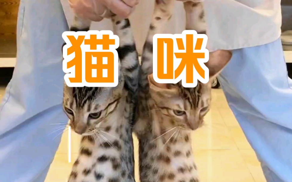 幺社领猫馆江浙沪靠谱猫舍宠物店推荐哔哩哔哩bilibili