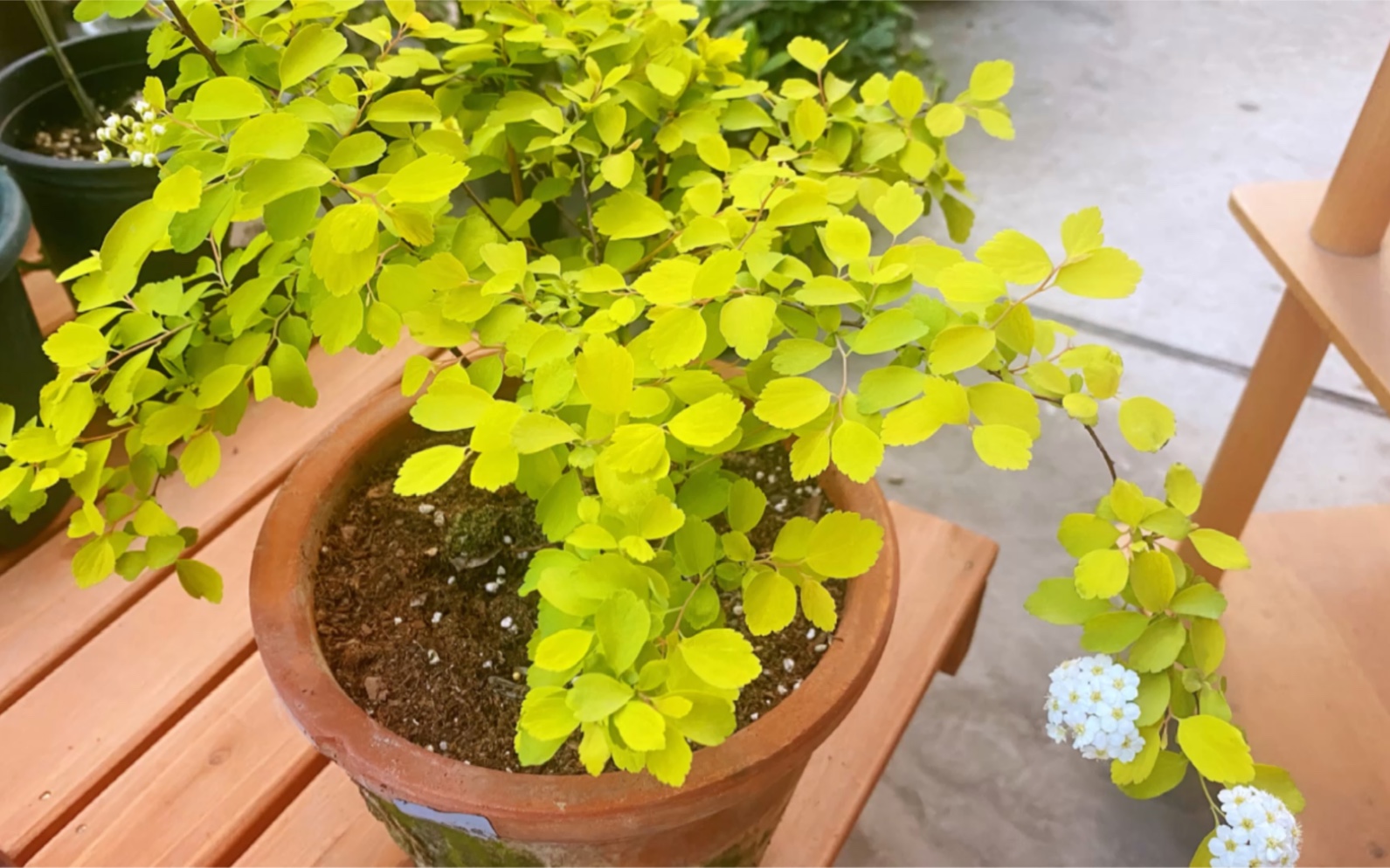 绣线菊黄金喷泉叶片似黄金开花如绣球