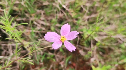 [图]格桑花——幸福