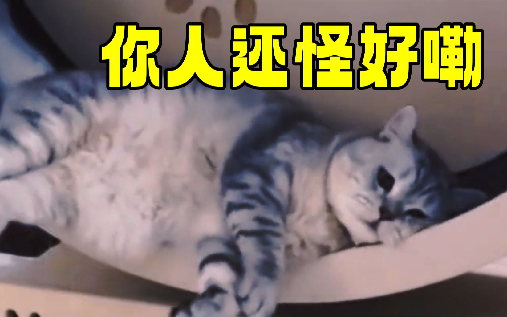 猫:你人还怪好嘞,我都没想到