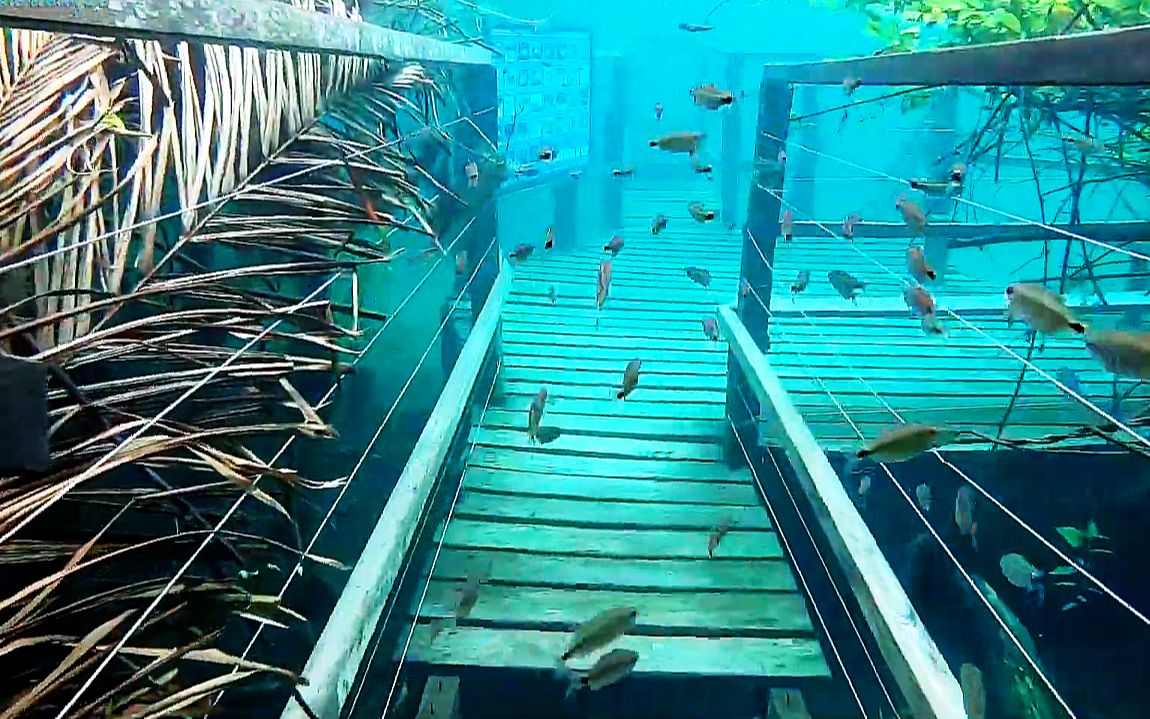 亚马逊水下深林栈道,观赏鱼群的经典线路