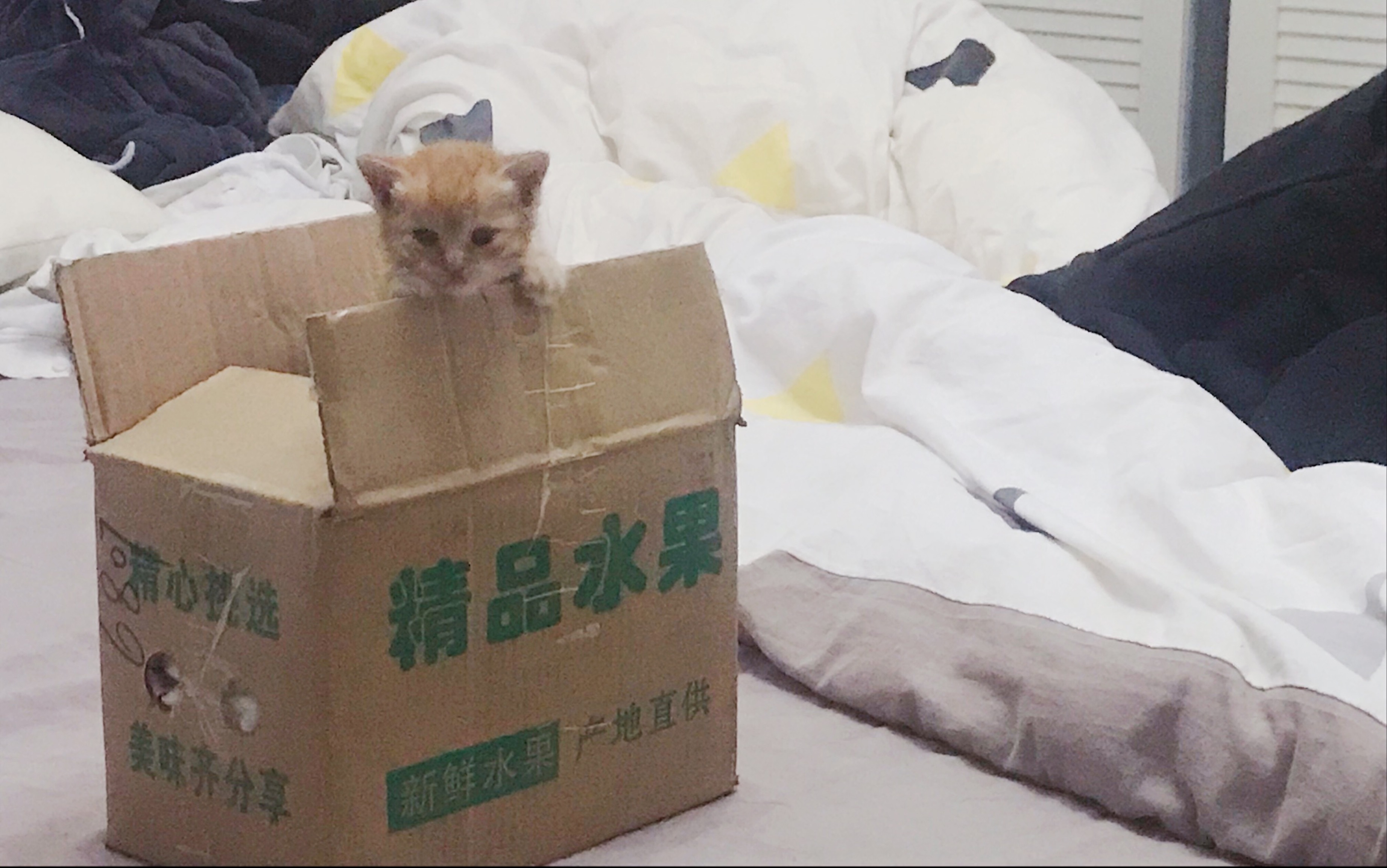 [图]捡到一只小奶猫