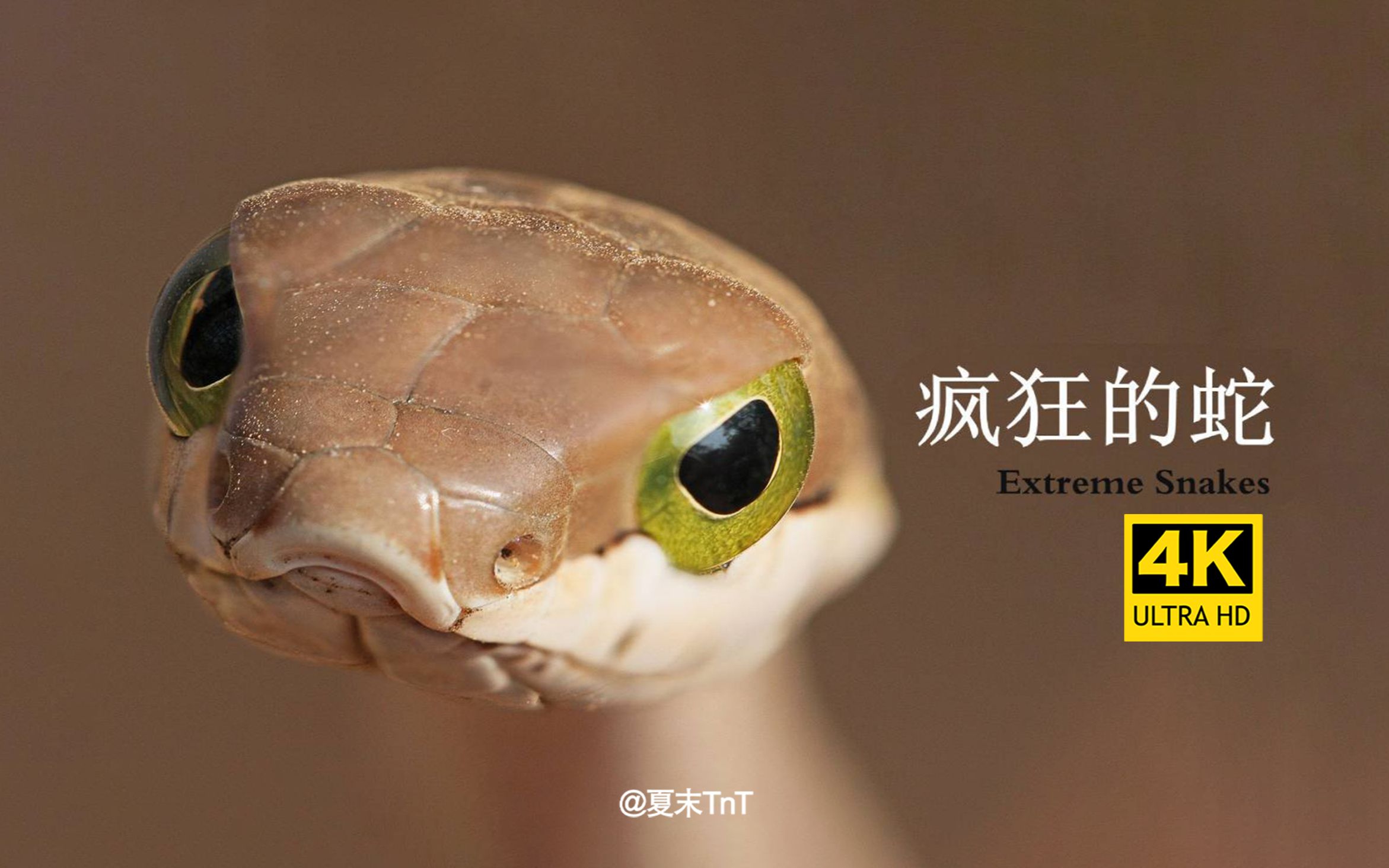 [图]4K超清《疯狂的蛇 Extreme Snakes》全2集 中文字幕（2023）