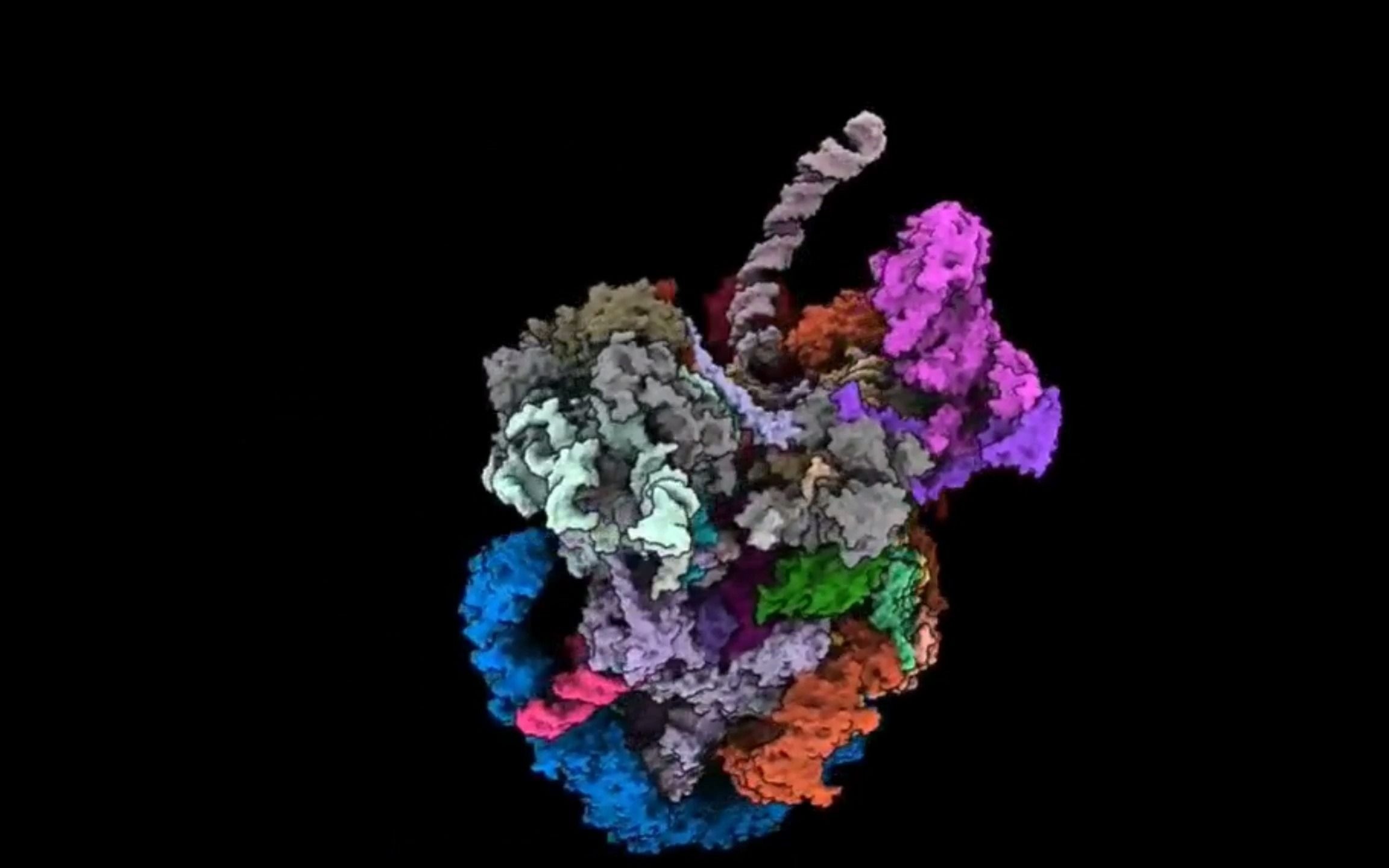 SCIENCE:发布核糖体组装过程演示哔哩哔哩bilibili