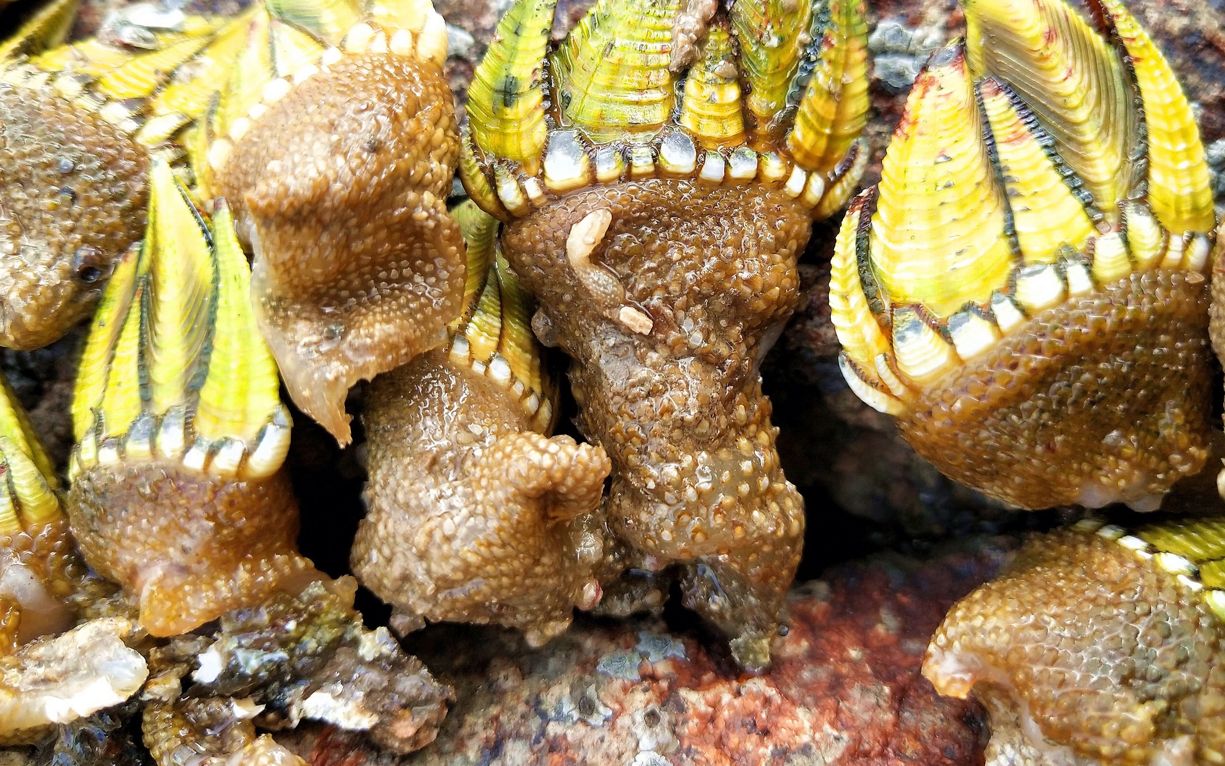 海边礁石上的辣螺图片