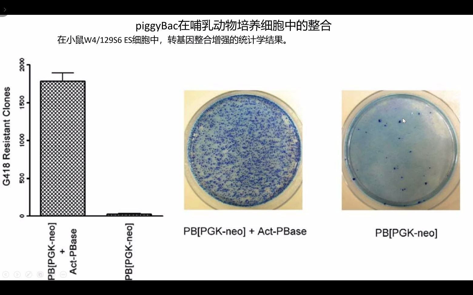 piggybac转座子基因敲入哔哩哔哩bilibili