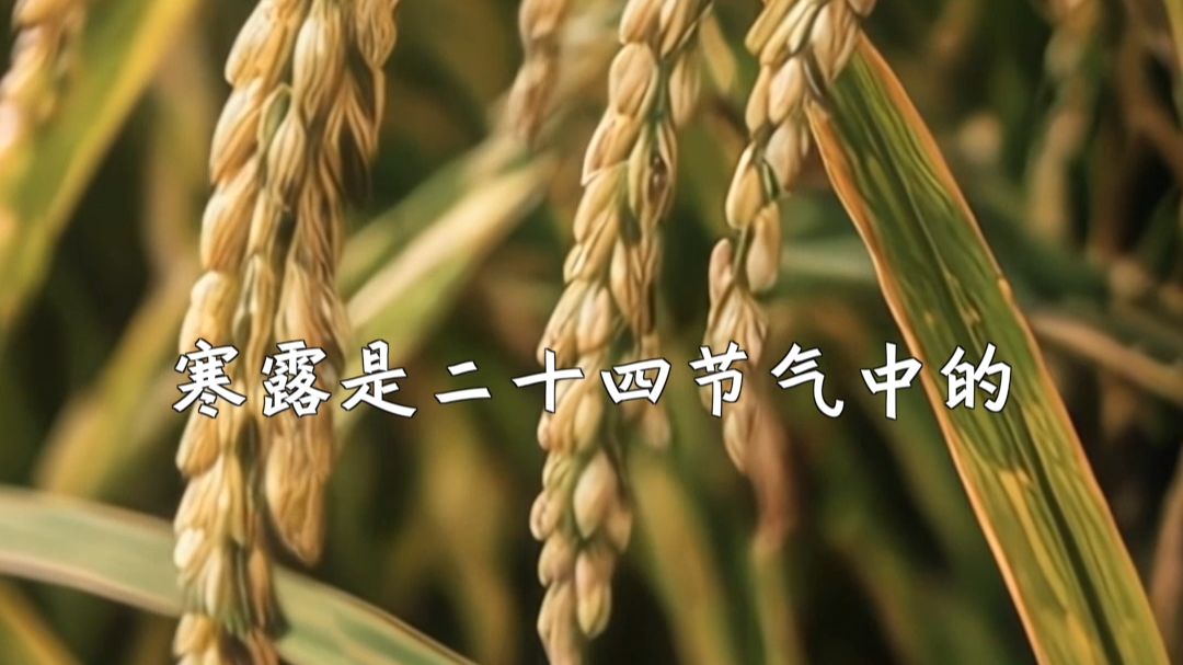 非遗青年说二十四节气：寒露