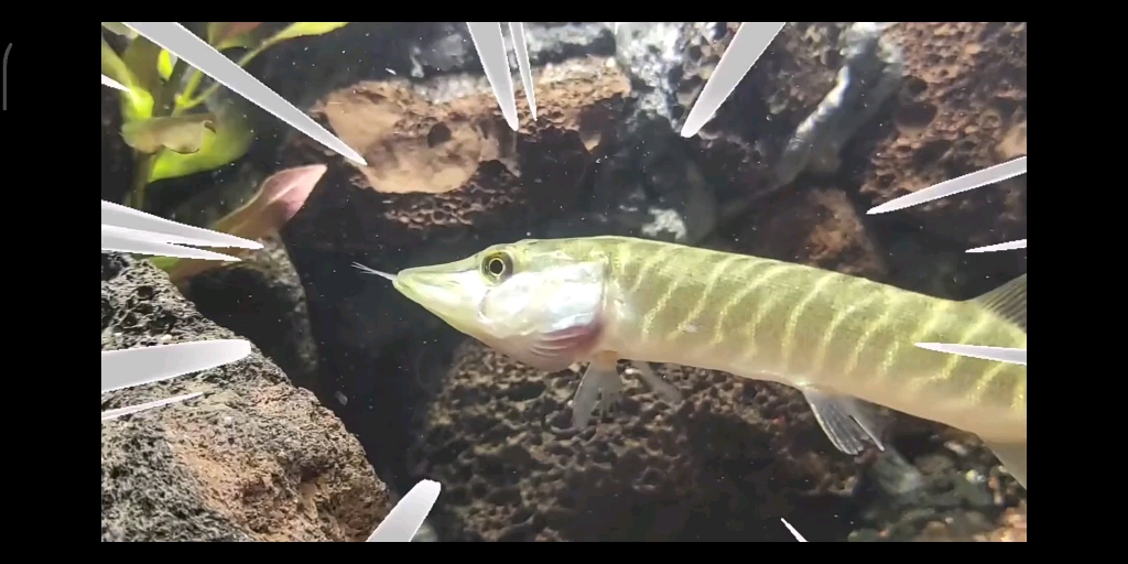 吐槽养鱼的大潘2