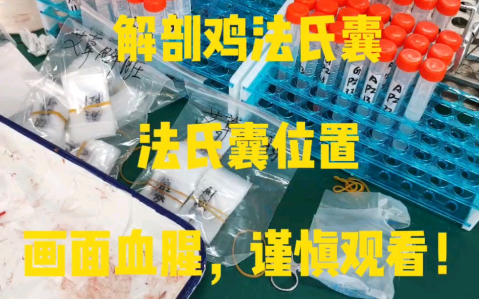 解剖肉鸡法氏囊~带你寻找法氏囊位置