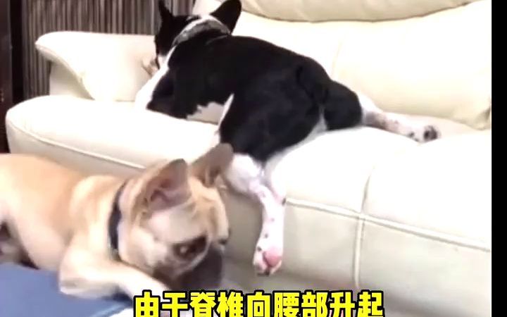 法斗怎么看纯不纯,法国斗牛犬怎么看品相好坏#法国斗牛犬怎么看纯不纯#法斗怎么挑选#法斗怎么看品相哔哩哔哩bilibili