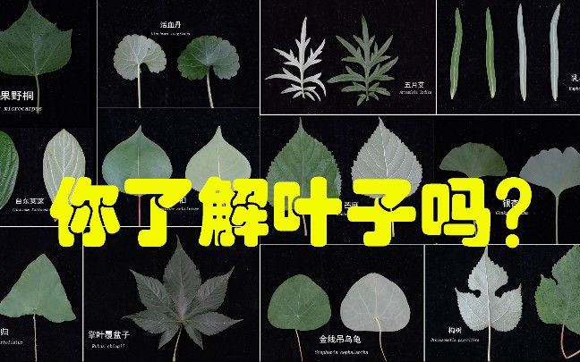 [图]像植物学家一样认识植物5——你了解叶子吗？