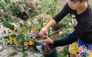 一盆菲油果，树干编成“大麻花”，直接变成棒棒糖