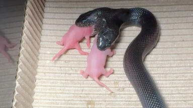 历经两个月！今年最后一窝大白蛇的崽子终于出壳了_哔哩哔哩_bilibili