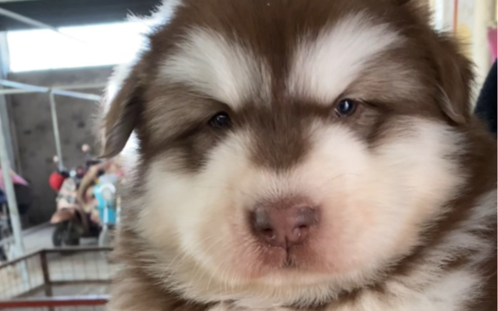 熊版红十字阿拉斯加