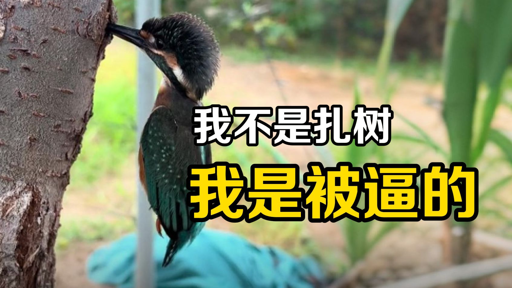 别再转发了!你看到的“傻鸟扎树”,其实是一场骗局-博物-博物-哔哩哔哩视频