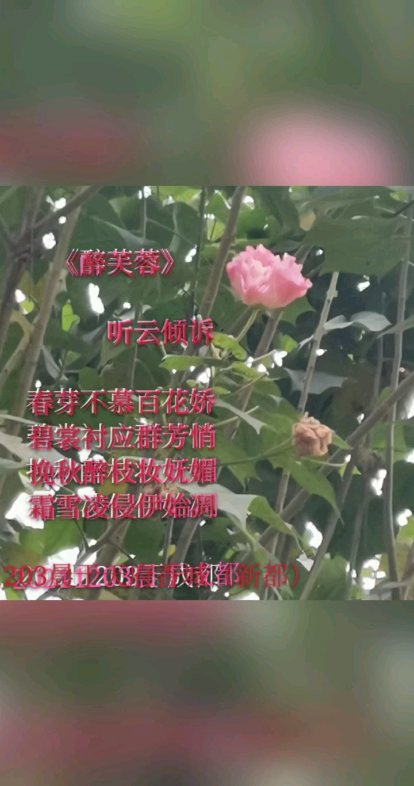 [图]《醉芙蓉》 听云