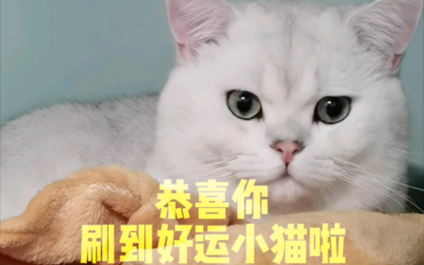 让猫猫带给你好运吧!