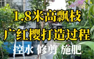 Download Video: 3个月打造三角梅高飘枝的教程来啦，真的不要太简单