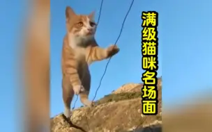 Download Video: 《满级猫咪的名场面》