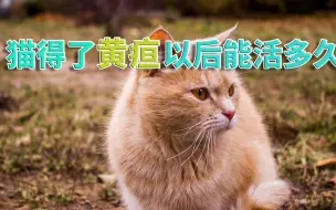 Télécharger la video: 猫得了黄疸以后能活多久