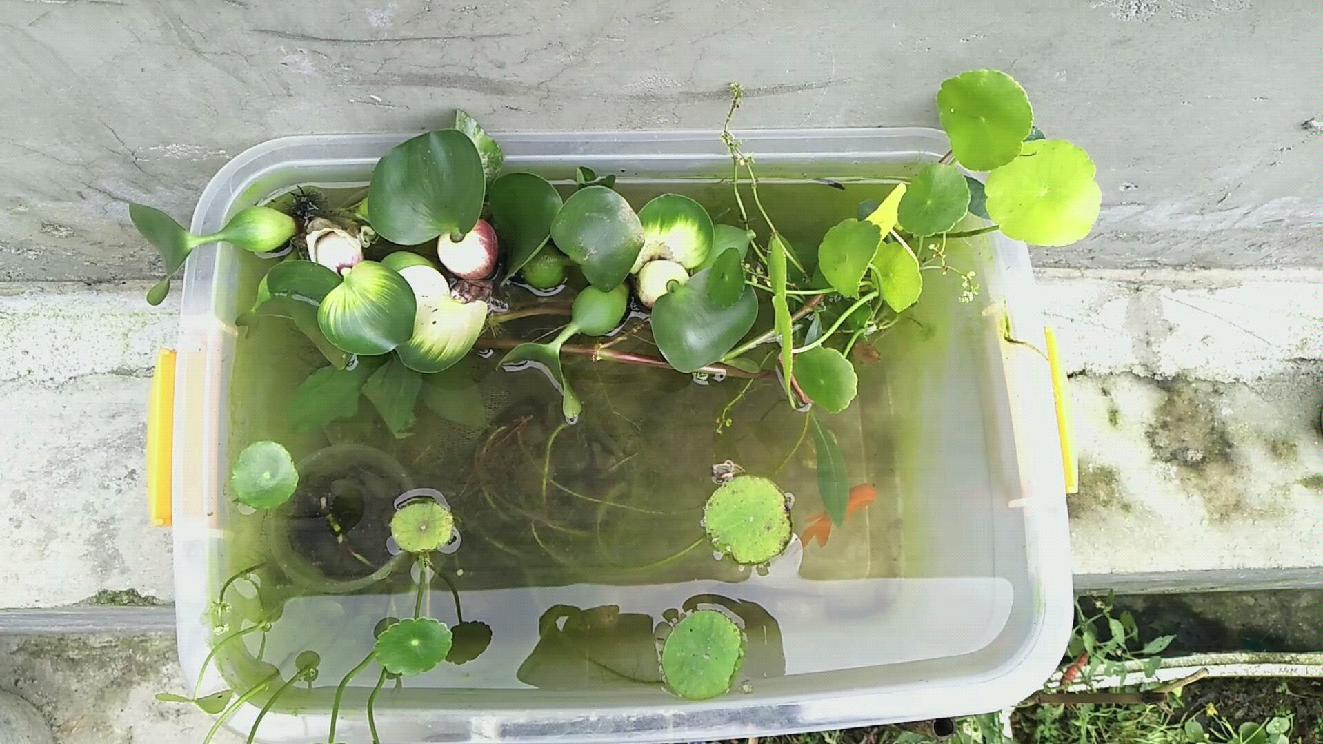 清理了鱼池,水葫芦根剪了,就不占地方了_哔哩哔哩 (゜-゜)つロ 干杯